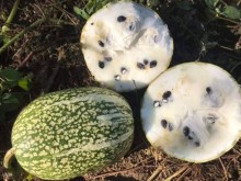 Image: The fruit that made a fence in the countryside suddenly became a specialty with the price of 12 USD/ kg, very popular at the end of the year