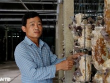 Image: The guy who quit his job and returned to his hometown to get rich from mushrooms