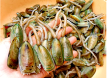 Image: The “long-legged” specialty in Kien Giang is likened to a tonic, so the price of 12$ / kg is still very attractive