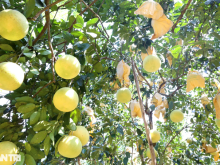 Image: The specialty fruit can be kept… for half a year, collecting a crop with several a few hundred million dollars