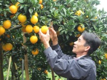 Image: The stem of the orange helps to change a farmer’s life