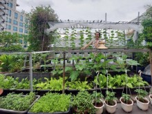 Image: Architect’s rooftop organic garden