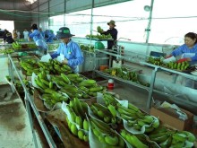 Image: Vietnam, China sign fresh-banana deal