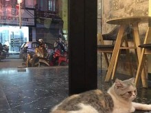 Image: List of 8 pet cafes, super cute Hanoi cat and dog cafe