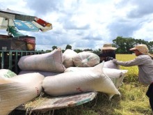 Image: Ministry proposes amending rice import regulations