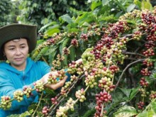 Image: Vietnam expects 2022 coffee export at US$4 billion
