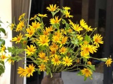Image: Sisters invited each other to show off the vase of wild sunflowers, simple but strangely beautiful