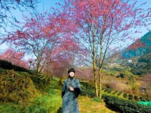 Image: Travel to Sapa this season to admire the beautiful cherry blossoms blooming like a fairy scene