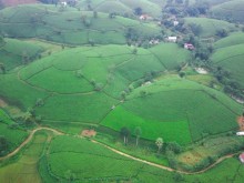 Image: Mysterious landscape of Long Coc tea hill