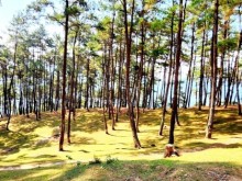 Image: Yen Minh pine forest – camping spot in the rocky plateau