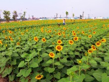 Image: 12,000 square meter sunflower garden attracts young people in Ho Chi Minh City