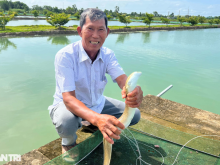 Image: Ca Mau farmer decided to raise “strange” fish and suddenly became a billionaire
