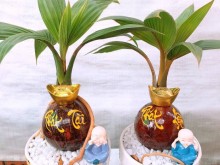 Image: Fancy mini bonsai coconut attracts customers on the occasion of the Lunar New Year