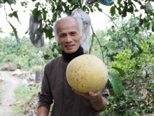 Image: Giant pomelos sell up to a million dong each