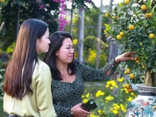 Image: Kumquat trees cost tens of millions of dong and sold out in Hanoi before the Lunar New Year