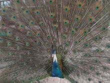 Image: Peacock a worker like a chicken, a farmer in the West is very profitable