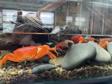 Image: Raising “strange” crabs is not for eating, 8x earns hundreds of millions of dong per month