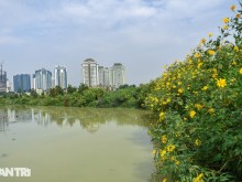 Image: See the wild sunflower garden of 200 trees covered in yellow in the heart of Hanoi