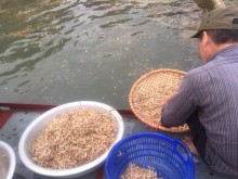 Image: Strangely, insects only live for a few hours, becoming a specialty in Hanoi on the table
