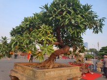 Image: Suddenly a chicken egg tree was “screamed” by the owner for more than half a billion dong in Hanoi