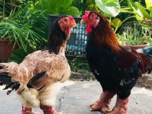 Image: Super expensive, just the legs of this type of chicken are more than 1 million dong