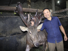 Image: The farmer sells a pair of super giant deer velvet, counting hundreds of millions of “fresh” money