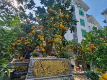 Image: The pomelo tree is more than 50 years old, the customer wants to rent for $3,200, and the owner of the garden has not agreed