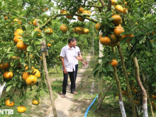 Image: “Breaking into” tangerine orchards earns 50 times more than growing rice