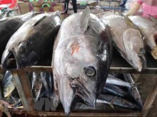 Image: Tuna fish export revenue hits US$1b for first time