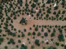 Image: Pine garden of 2,000 trees in Moc Chau