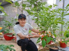 Image: Planting a familiar plant that only sells seeds, 9X Lam Dong has a day to collect 30 million dong