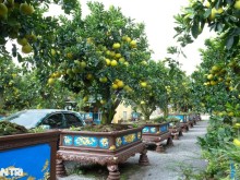 Image: The unique ornamental pomelo tree was paid for at 3,200 USD for the Tet display