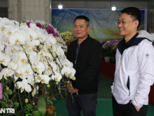 Image: Counting branches to collect money, orchid arrangers earn 5-7 million VND per day