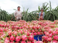 Image: Dragon fruit farmers are happy because of the high price of the Tet crop