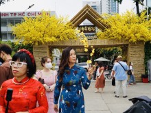Image: Golden apricot garden in the heart of Saigon attracts visitors