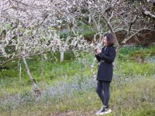 Image: ‘Hunting’ apricot flowers in Moc Chau on the days leading up to Tet