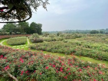 Image: On the 3rd day of Tet, visit a woman’s 6,000 square meters rose garden in Hanoi