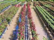 Image: Sa Dec reports high flower sales revenue in 2022