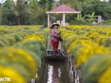 Image: Farmers in Sa Dec flower village are busy in the field of raspberry chrysanthemums on the days leading up to Tet