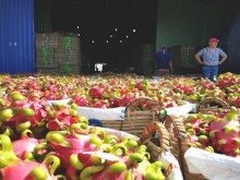 Image: Over 350 tons of fruit shipped to China