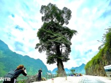Image: Unique “lonely tree” 250 years old, 5 people can’t hug in Ha Giang
