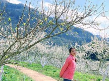 Image: Discover the pure white Bac Ha plum blossom season in February