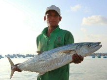 Image: Mui Ne fisherman enjoys the mackerel season