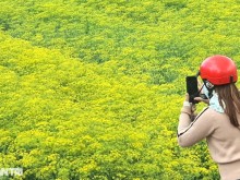 Image: Planting bright yellow flowers for seeds in the land of Bac Lieu, a capital earns ten profits