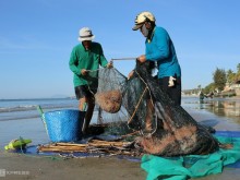 Image: Shrimp season in Phan Thiet beach