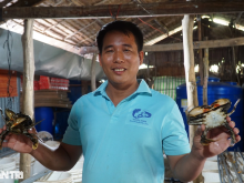 Image: The secret to “finding” crabs helps Ben Tre teachers earn billions every year