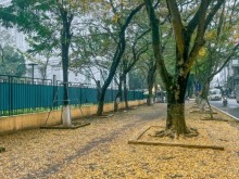 Image: At the beginning of spring, in Hanoi, there was a place where the yellow leaves fell beautifully, causing people to rush to check-in.