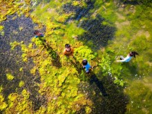 Image: The moss season dyes the coast of Ninh Thuan green