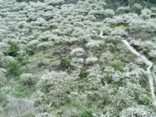 Image: The two most beautiful plum blossom viewing spots in Moc Chau