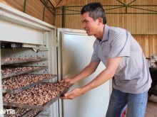 Image: “Village director” collects billions by processing cashews and planting Bat Do bamboo